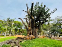 Árvore “Estrela” da Praça Willy Barth deve deixar de ser patrimônio ambiental do Município