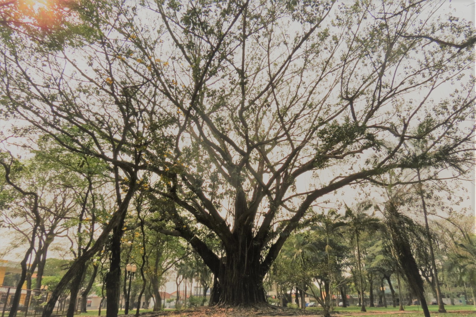 Lei autoriza manejo de árvore histórica da Praça Willy Barth, esclarece autor