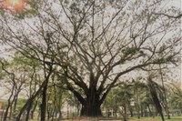 Lei autoriza manejo de árvore histórica da Praça Willy Barth, esclarece autor